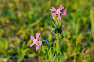 Silene conica Sand Catchfly