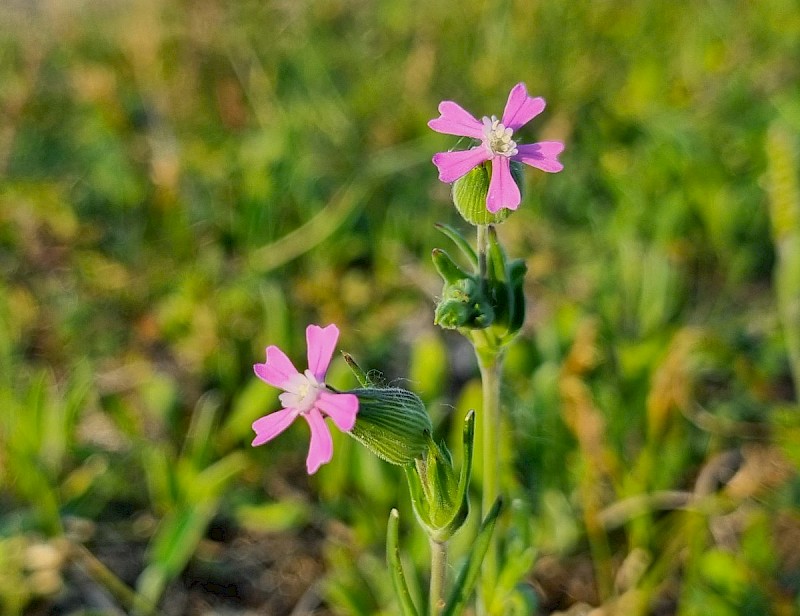 Silene conica - © Barry Stewart