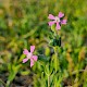 Silene conica