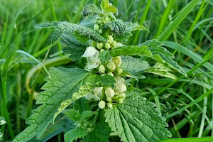 Lamium album White Dead-nettle