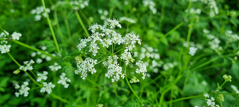 Anthriscus sylvestris - © Barry Stewart