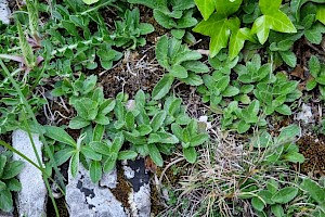 Veronica spicata Spiked Speedwell