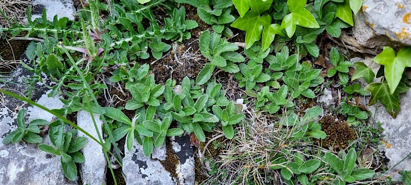 Veronica spicata - © Barry Stewart