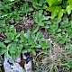 Veronica spicata