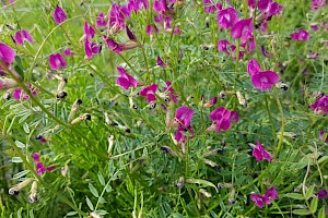 Vicia sativa subsp. nigra Narrow-leaved Vetch