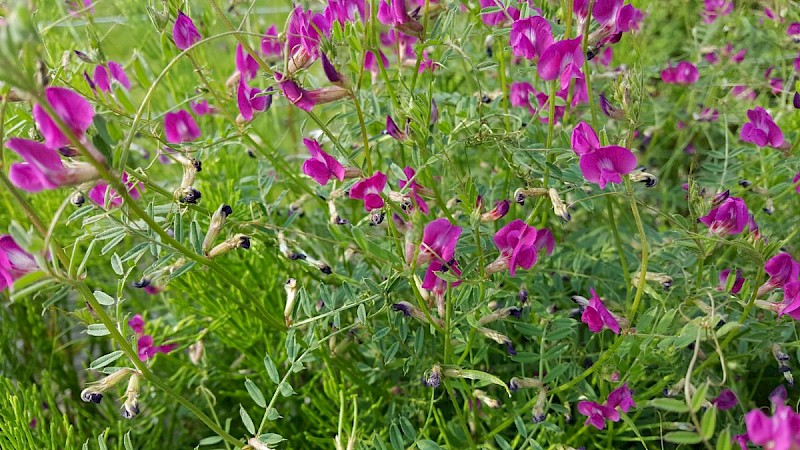 Vicia sativa subsp. nigra - © Barry Stewart