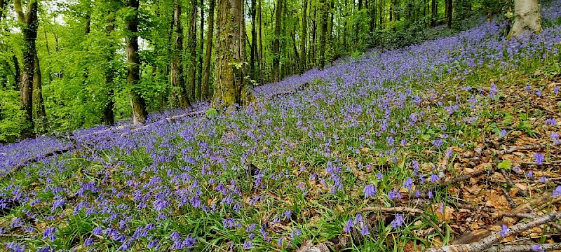 Hyacinthoides non-scripta