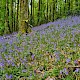 Hyacinthoides non-scripta