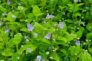 Veronica montana Wood Speedwell