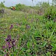 Anacamptis morio