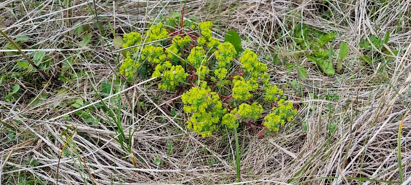 Euphorbia portlandica - © Barry Stewart