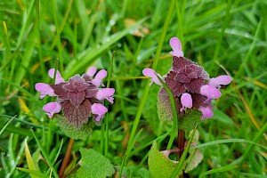 Lamiaceae