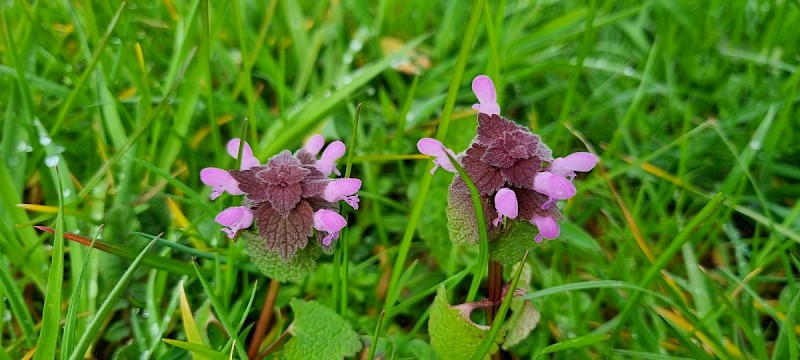 Lamium purpureum - © Barry Stewart