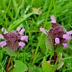 Lamium purpureum