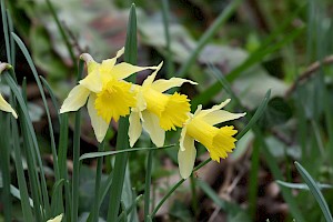 Narcissus pseudonarcissus Daffodil / Wild Daffodil