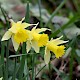 Narcissus pseudonarcissus