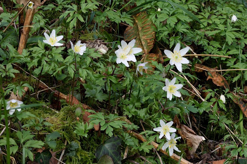 Anemone nemorosa - © Barry Stewart