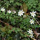 Anemone nemorosa