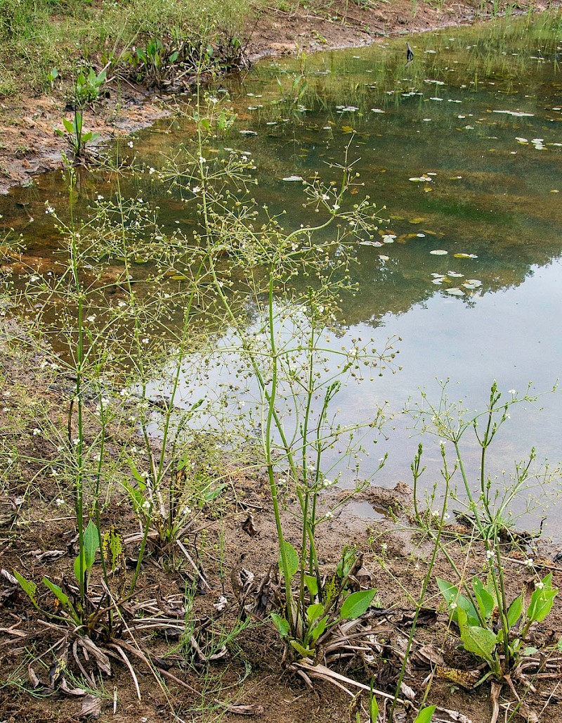 Alisma plantago-aquatica - © Charles Hipkin