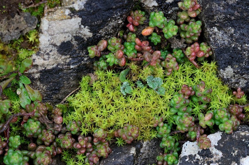 Tortella squarrosa - © Barry Stewart