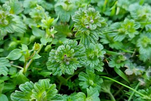 Lamium amplexicaule Henbit Dead-nettle