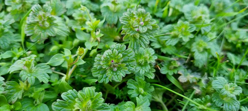 Lamium amplexicaule - © Barry Stewart