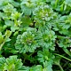 Lamium amplexicaule