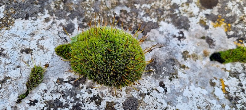 Syntrichia montana - © Barry Stewart