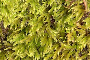 Brachytheciastrum velutinum Velvet Feather-moss