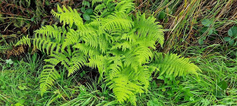 Athyrium filix-femina - © Barry Stewart