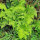 Athyrium filix-femina