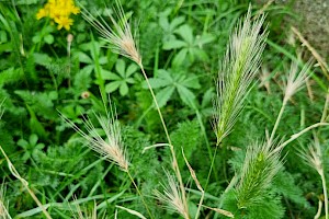 Hordeum murinum Wall Barley