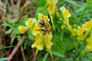 Linaria vulgaris Common Toadflax