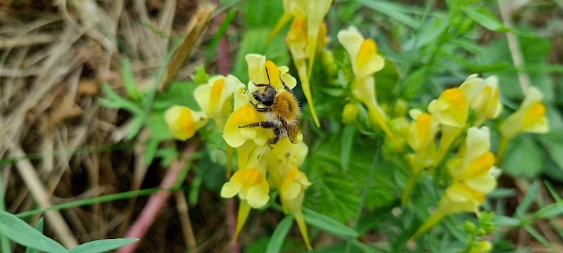 Linaria vulgaris - © Barry Stewart