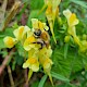 Linaria vulgaris