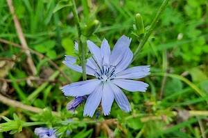 Cichorium intybus Chicory