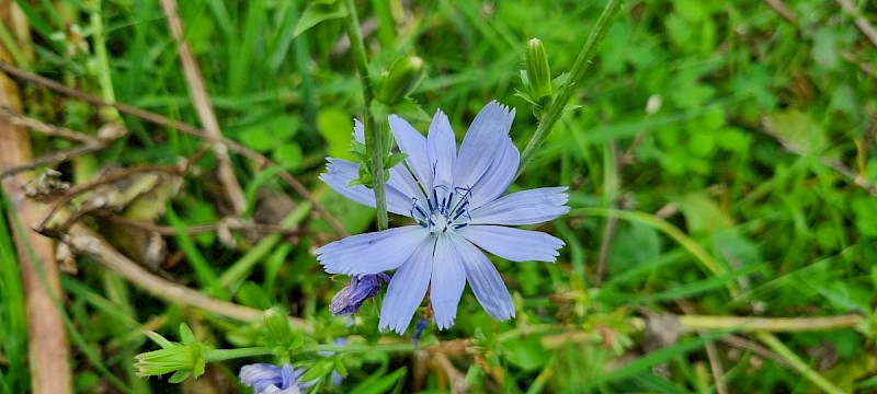 Cichorium intybus - © Barry Stewart