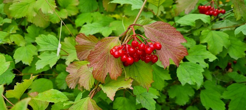 Viburnum opulus - © Barry Stewart