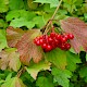 Viburnum opulus