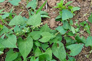 Fallopia convolvulus Black-bindweed