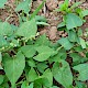 Fallopia convolvulus