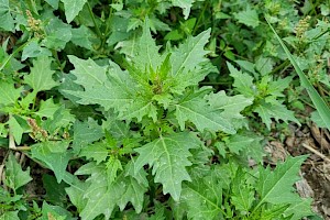 Chenopodium murale Nettle-leaved Goosefoot