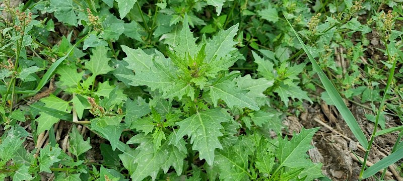 Chenopodium murale - © Barry Stewart