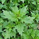 Chenopodium murale