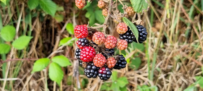 Rubus fruticosus agg. - © Barry Stewart