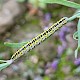 Linaria purpurea