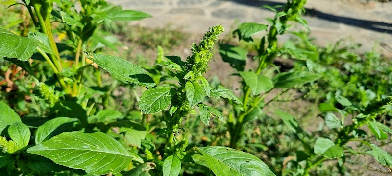 Amaranthus retroflexus - © Barry Stewart