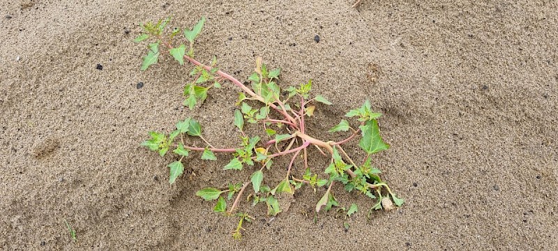 Chenopodium rubrum - © Barry Stewart