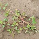 Chenopodium rubrum