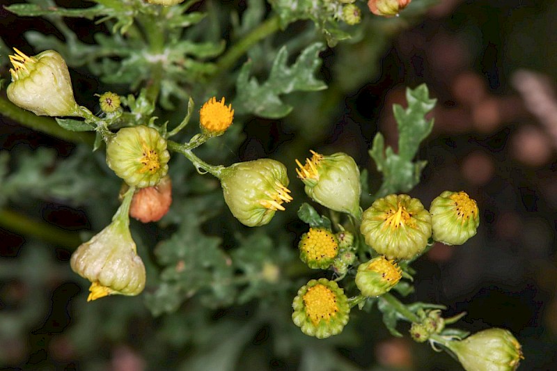 Senecio jacobaea - © Barry Stewart